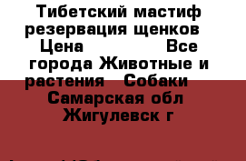 Тибетский мастиф резервация щенков › Цена ­ 100 000 - Все города Животные и растения » Собаки   . Самарская обл.,Жигулевск г.